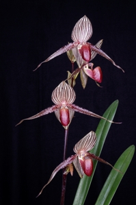 Paphiopedilum rothschildianum Ralph T. Henry AM/AOS	80 pts. Inflorescence